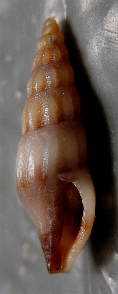 Bela laevigata